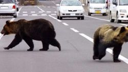Japonya'da ayılar şehre indi: 4 ölü