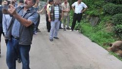 Yaralı ayı gören vatandaşın selfie keyfi