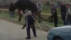 Azerbaycanlı pehlivandan danalı araçlı güç gösterisi