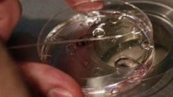 Annesinin tüp bebek tedavisini yapan doktor, babası çıktı
