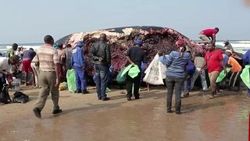 Güney Afrika'da yerliler ölü balinanın etrafını sardılar İZLE