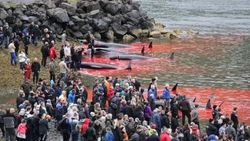 Faroe Adaları'nda geleneksel balina katliamı VİDEO
