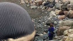 Kanada'da karaya balina vurdu