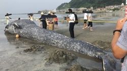 Ölü dev mavi balina Japonya sahillerine vurdu