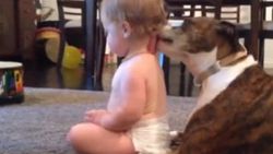 Köpeğe sırtını yalatan bebek İZLE