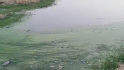 Belediyenin kanalizasyon suyu 3 can aldı