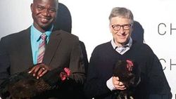 Bill Gates Afrika'ya 100 bin tavuk bağışladı