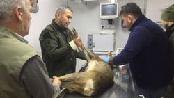 Köpeklerin saldırdığı karaca tedavi edildi