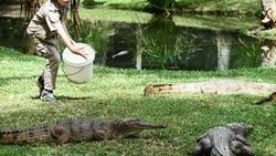 Timsah Avcısı Steve Irwin'ın oğlu babasının yolunda
