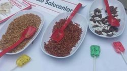 Kadıköy'de 50 kilo böcek yenildi