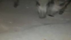 Açlıktan Bodrum'a inen domuzları eliyle besledi