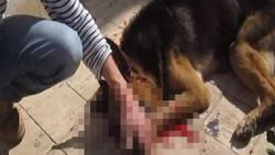 Bodrum'da bir kişi kendi köpeğini sokak ortasında öldürdü