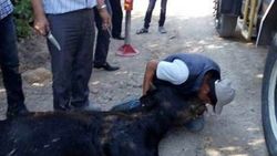 K.Maraş'ta çoban suya düşen boğaya suni teneffüs yaptı