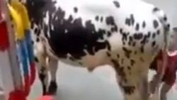 Boğanın küçük çocuğu tekmeleme anı