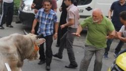 Kaçan boğalar şehri birbirine kattı