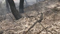 Bursa'da 8 hektar orman yandı