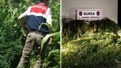 Esrar yetiştiren baba ve 2 oğlu gözaltına alındı