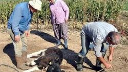 Aç kalan köpekler buzağılara saldırıyor