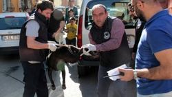 İstanbul’da başıboş pittbull 3 kişiyi yaraladı