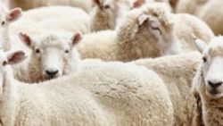 Müftülük uyardı: Bu kurbanlıklar haram