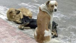 Yürüyüş yapan kadın köpeklerin saldırısına uğradı