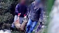 Koruma altındaki yaban keçisini vuran avcılar yakalandı