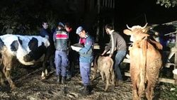 Bartın’da vatandaşların çalınan hayvanları bulundu