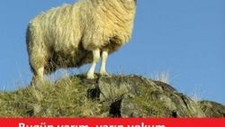 Kurban bayramı capsleri - Foto Galeri