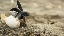 Caretta carettaların yuva sayısı azaldı