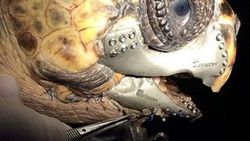 Caretta carettaya 3D çene protezi takıldı