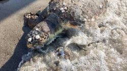 Karaya vuran caretta caretta öldü