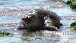 Tekirdağ'da kıyıya caretta caretta ölüsü vurdu