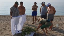 Karaya çıkan caretta carettaya köpekler saldırdı