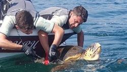 Ağa takılan caretta carettayı Sahil Güvenlik kurtardı