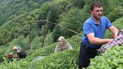 Yaş çayda taban fiyat açıklaması