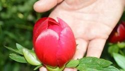 Koparana 48 bin lira ceza kesilen çiçek