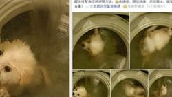 Çin'de bir adam köpeğini çamaşır makinesine attı