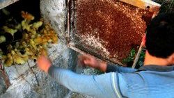 Çin'de yavru ördekler canlı canlı yakılıyor