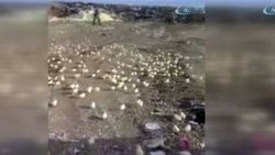 Bozuk sanılan yumurtalardan binlerce civciv çıktı