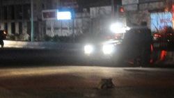 Cizre'de bomba alarmı