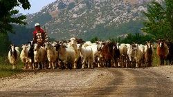 Çobanlar sertifikalı eğitime geçiyor
