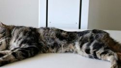 Evde yalnız bırakılan 13 kedi birbirini yedi