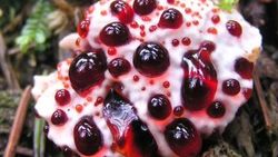 Kanayan diş mantarı nedir