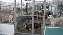 Kütahya'da köpekler açlıktan birbirini yedi