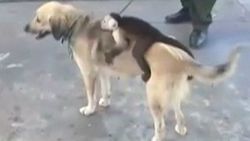 Maymun yavrusunu evlat edinen köpek