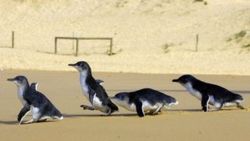 Yeniz Zelanda'da penguenlere alt geçit