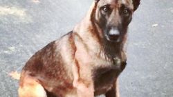 Polis köpeğini ısıran adam tutuklandı