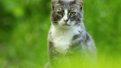 Evde yalnız bırakılan 13 kedi birbirini yedi