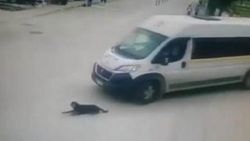 Köpeği ezen servis şoförü işten çıkarıldı