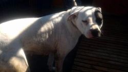 Tehlikeli cins köpek yetiştirene 16 bin TL ceza